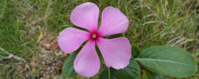 养花见干见湿怎么判断