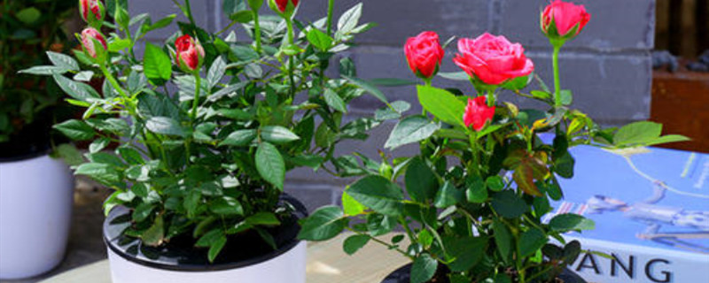 盆栽玫瑰花能活多少年