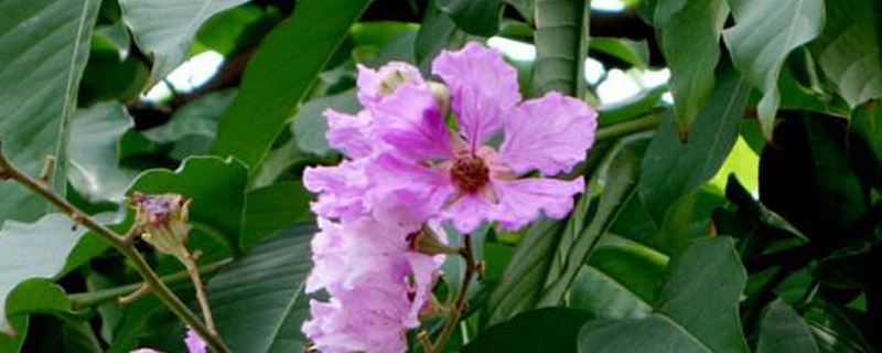 紫薇树桩要多少年才能开花