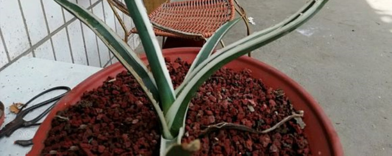 白瓷炉开花会死吗 白瓷炉开花会死吗