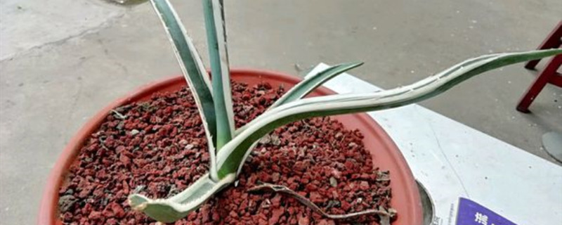 白瓷炉怎么出锦 白瓷炉怎么出锦