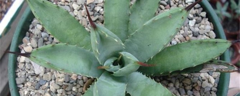 八荒殿的学名