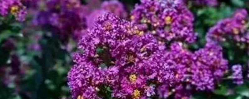 紫精灵紫薇能耐多少度低温