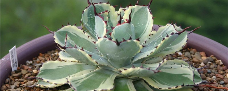 吉祥冠有什么病害