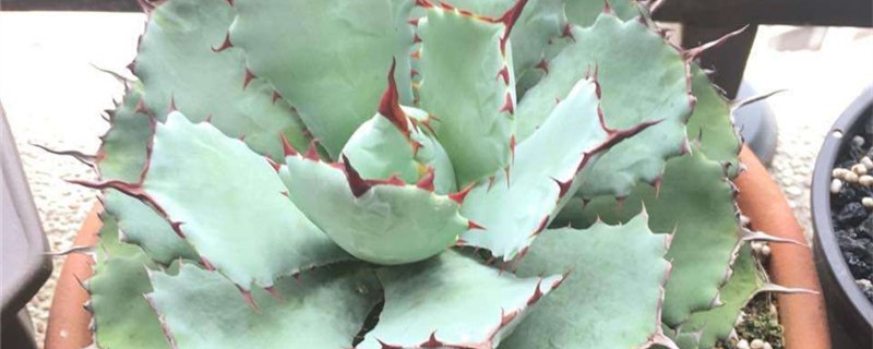 吉祥冠为什么化水