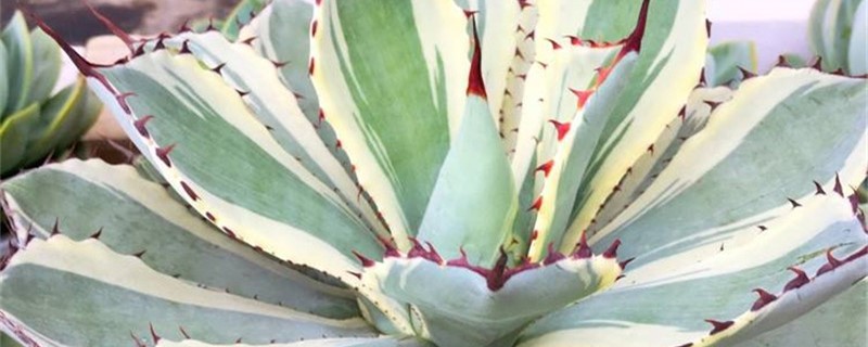 吉祥冠怎么缀化