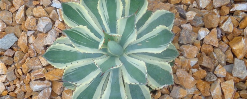 吉祥冠锦是什么科