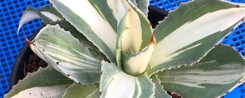 吉祥冠锦的学名