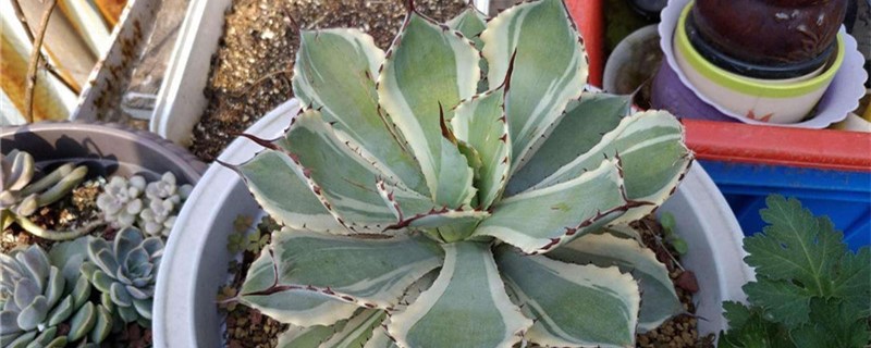 吉祥冠锦的生长环境