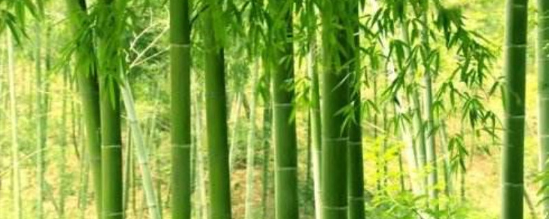 中国有多少种竹子