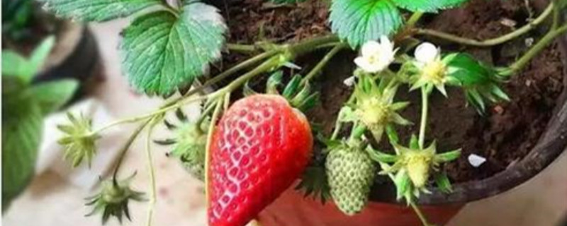 盆栽草莓多少天开花