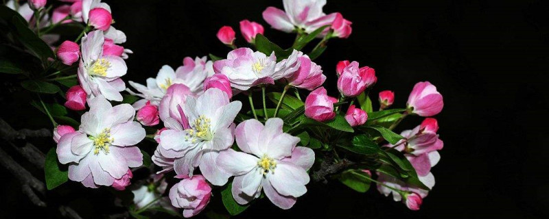 盆栽海棠花有多少种