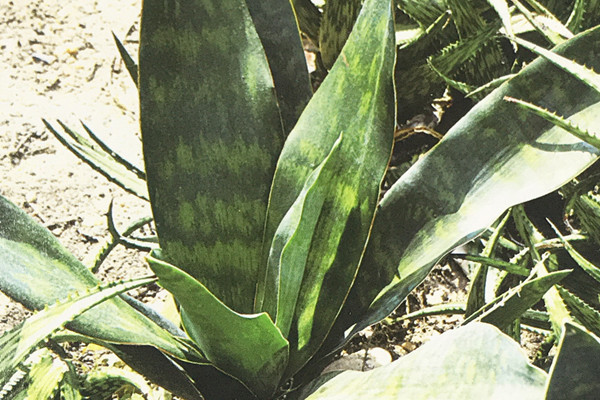 广叶虎尾兰 Sansevieria thyrisiflora