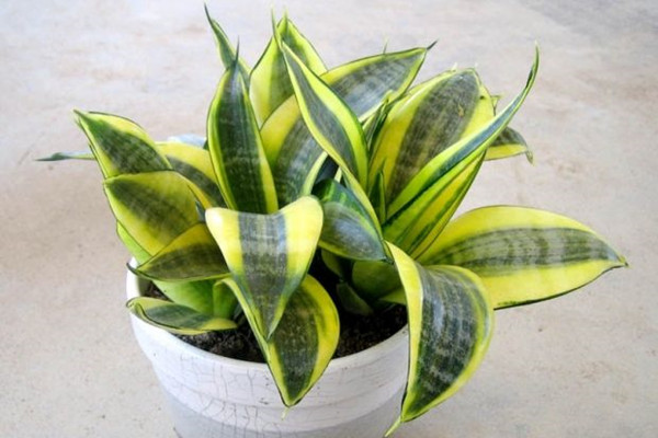 金边短叶虎尾兰 Sansevieria trifasciata ‘Golden Hahnii’