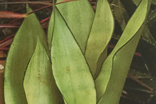 灰叶虎尾兰 Sansevieria trifasciata ‘Gray Leaf’