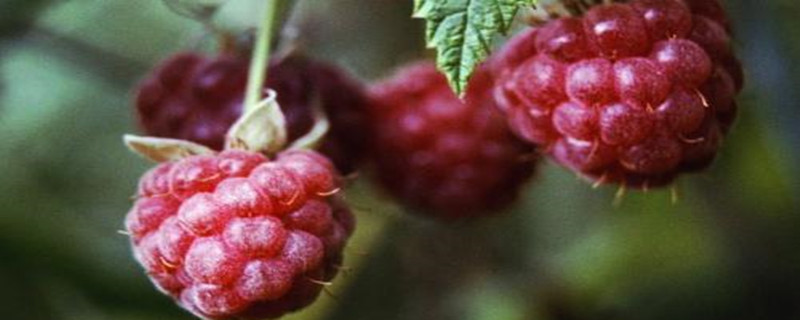 树莓种植养护技巧