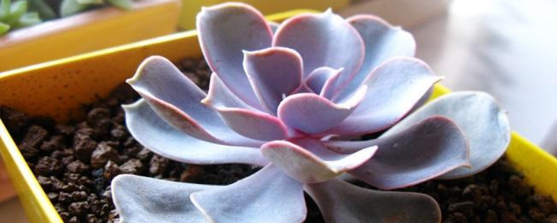 紫珍珠叶子软救治方法