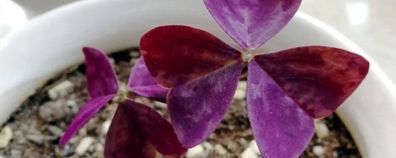 紫色酢浆草叶子有斑点怎么回事