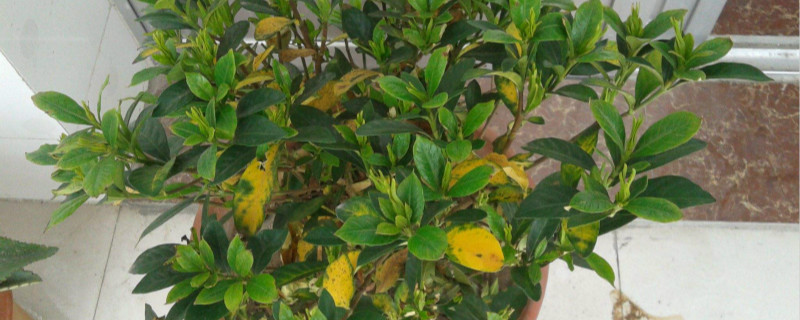 盆栽栀子为何叶子发黄