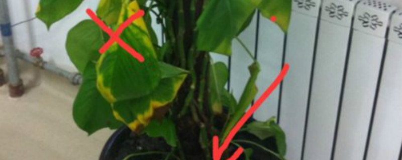 棕柱绿萝下部叶子秃了是什么原因
