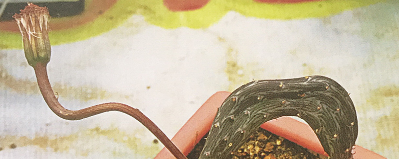 地龙开花吗