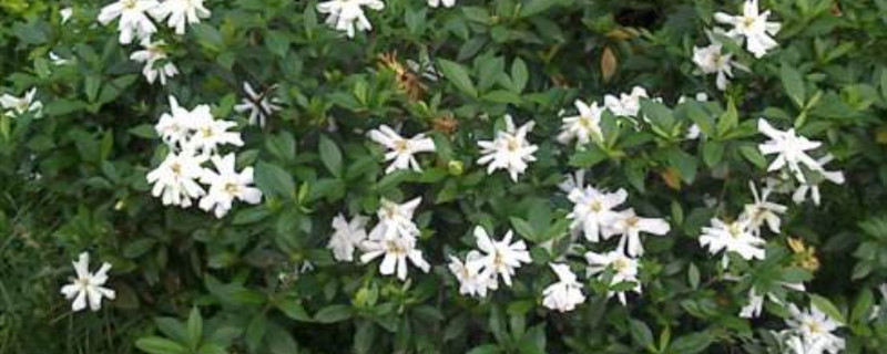 刚买回来的花怎么养活