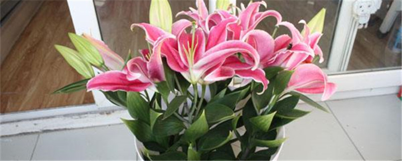 买回来的鲜花怎么醒花