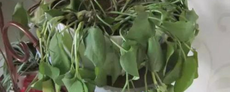 网上买回来的花焉了怎么办