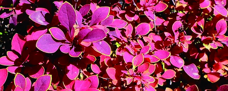 紫叶小檗种植密度多少