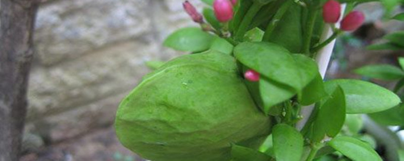 爱元果怎么度夏