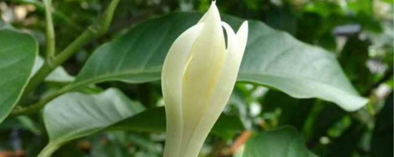 白兰花序类型图片
