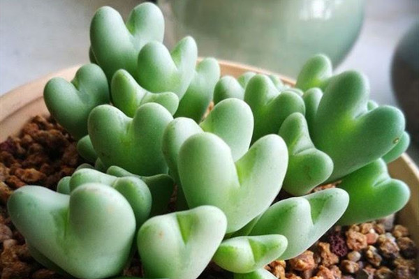 少将 Conophytum bilobum