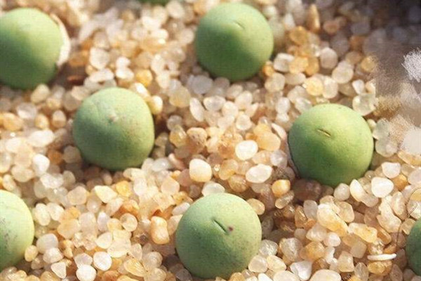 翡翠玉 Conophytum calculus