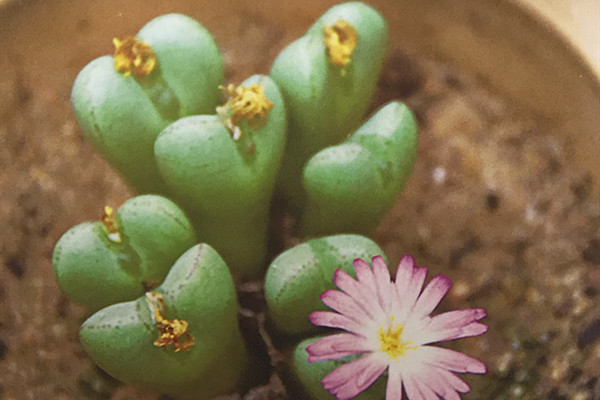 藤车 Conophytum hybrida