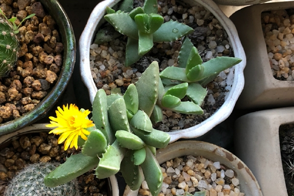 四海波 Faucaria tigrina