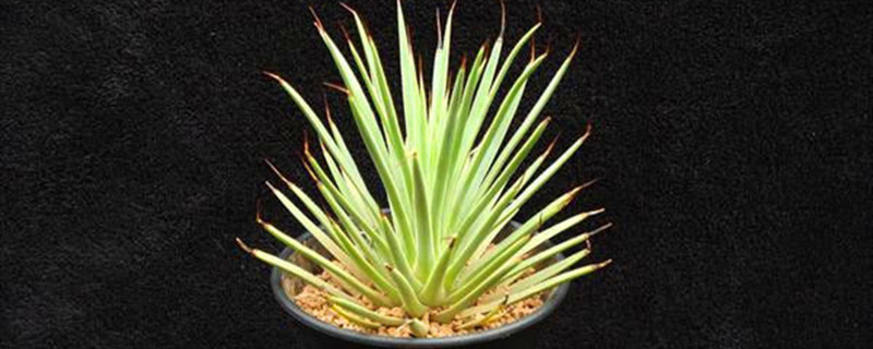 龙发烂根怎么办