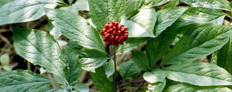 人参花和三七花的区别 花百科