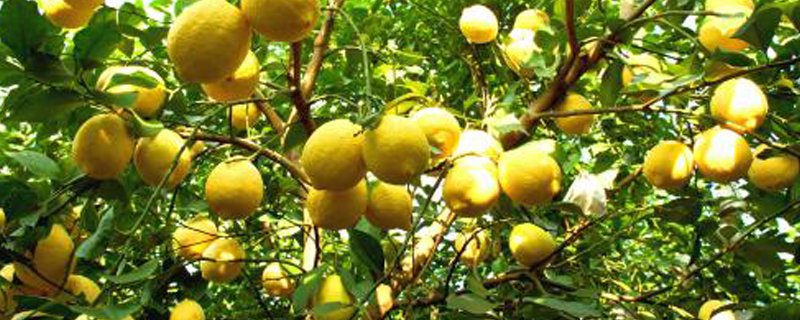 柠檬树病虫害防治