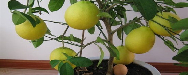 柠檬树如何换盆