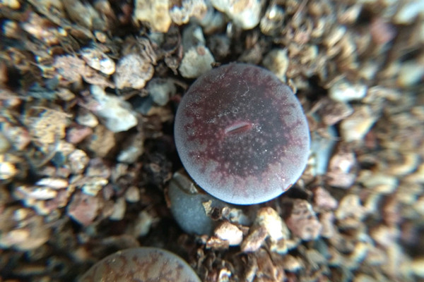 日轮玉 Lithops aucampiae