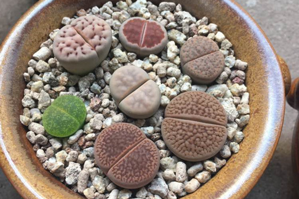 露美玉 Lithops hookeri