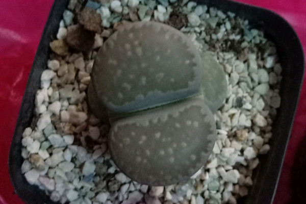 李夫人 Lithops salicola