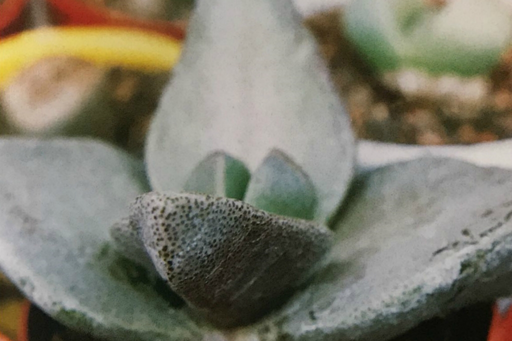 青鸾 Pleiospilos simulans