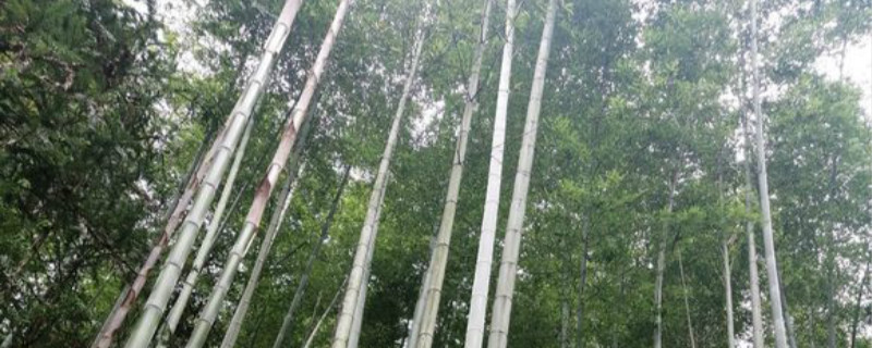 四季竹和毛竹区别