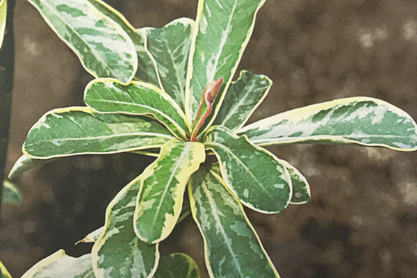 斑叶沙漠玫瑰 Adenium obesum ‘Variegata’
