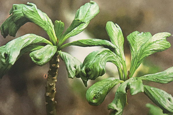 皱叶沙漠玫瑰 Adenium obesum ‘Crispifolia’