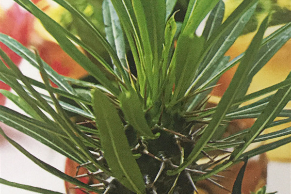 非洲霸王树 Pachypodium lamerei