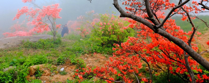 映山红怎样配土