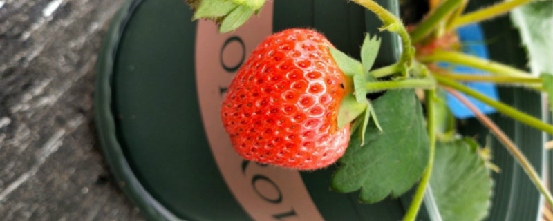 草莓移栽后如何缓苗