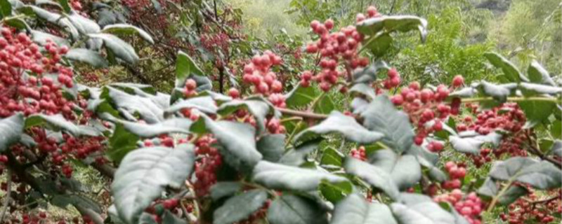 花椒施肥时间